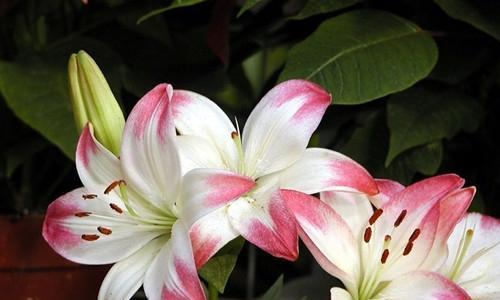 百合花的象征意义（探索百合花在文化中的多重意义）