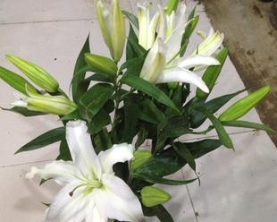 百合花的象征意义（探索百合花在文化中的多重意义）