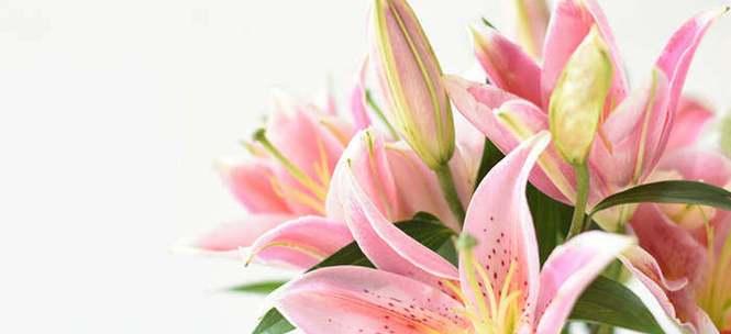 百合花的寓意及象征意义解读（探寻百合花的深层内涵）