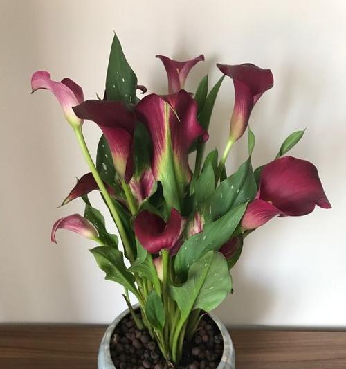 送马蹄莲花的象征意义（花开寄语）