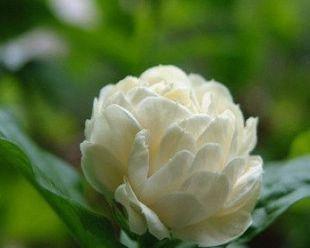 送茉莉花的含义与传统（茉莉花的象征与文化内涵）