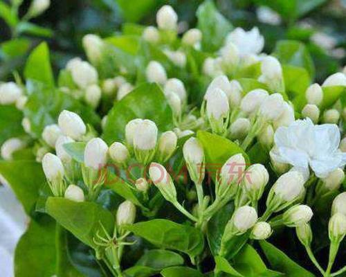 送茉莉花的含义与传统（茉莉花的象征与文化内涵）