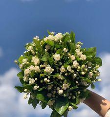送茉莉花的含义与传统（茉莉花的象征与文化内涵）