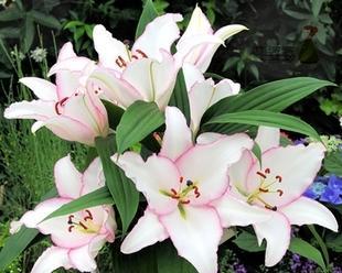 百合花的神秘象征（百合花所代表的纯洁和美丽）