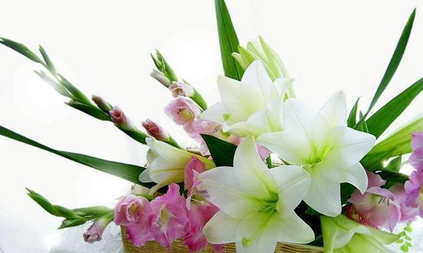 百合花的神秘象征（百合花所代表的纯洁和美丽）