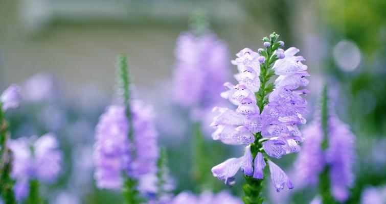 以随意草的花语是什么（揭开随意草花语的神秘面纱）