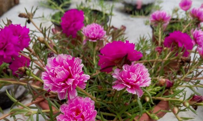 以太阳花的花语与象征意义（传递希望和勇气的阳光之花）