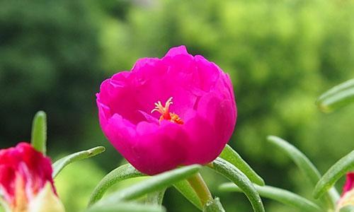 以太阳花的花语与象征意义（传递希望和勇气的阳光之花）