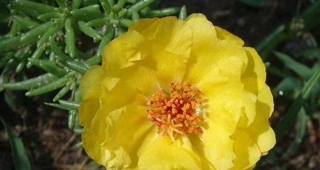 以太阳花的花语和寓意（传递快乐与希望的花语之花——以太阳花）