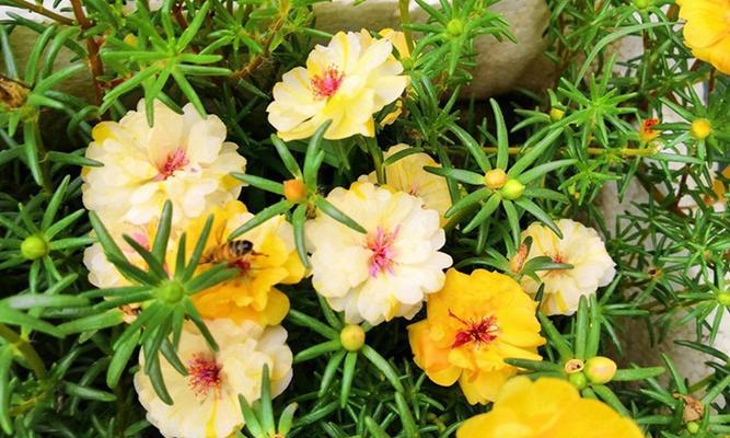 以太阳花的花语和寓意（传递快乐与希望的花语之花——以太阳花）