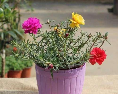 以太阳花的花语和寓意（传递快乐与希望的花语之花——以太阳花）