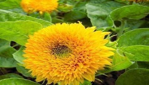 以太阳花的花语与意义（向太阳般坚强生长）