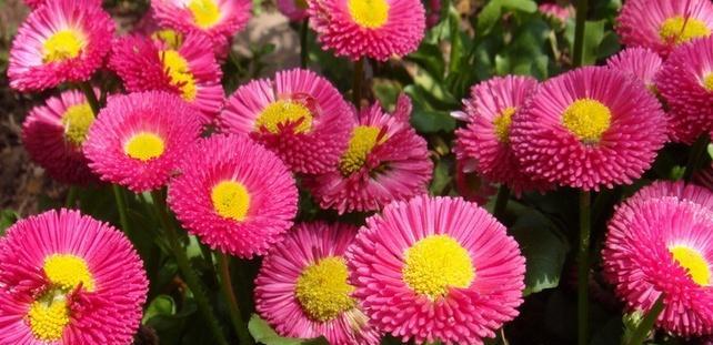 以太阳花花语的象征意义（展现阳光与希望的自然之美）