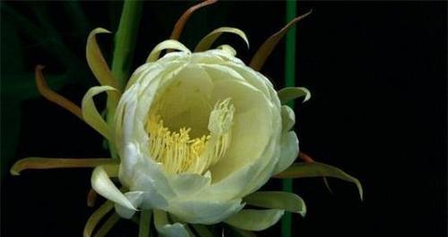 昙花的花语与寓意（探寻昙花背后的花语象征）