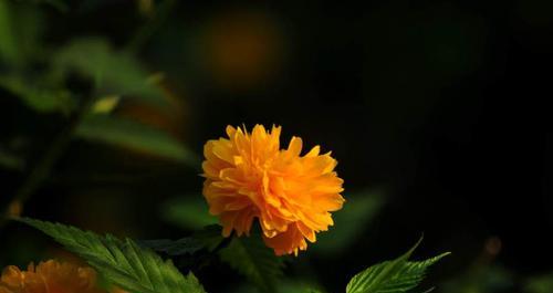 以棠棣花的象征意义（华丽绚烂）