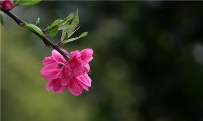 桃花的花语与象征意义（桃花的爱情寓意与幸福之源）