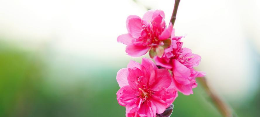 桃花的花语与美丽传说（桃花花语的深意与故事）