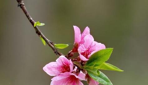 桃花的寓意与象征（桃花芬芳）