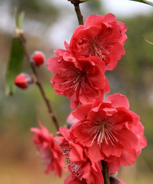 古代桃花的象征意义与寓意（桃花在古代的文化象征与传统习俗）