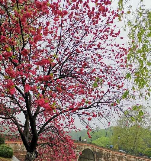 古代桃花的象征意义与寓意（桃花在古代的文化象征与传统习俗）