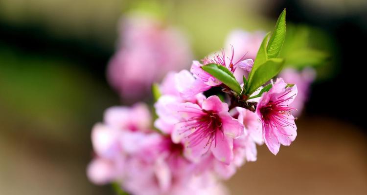 古代桃花的象征意义与寓意（桃花在古代的文化象征与传统习俗）
