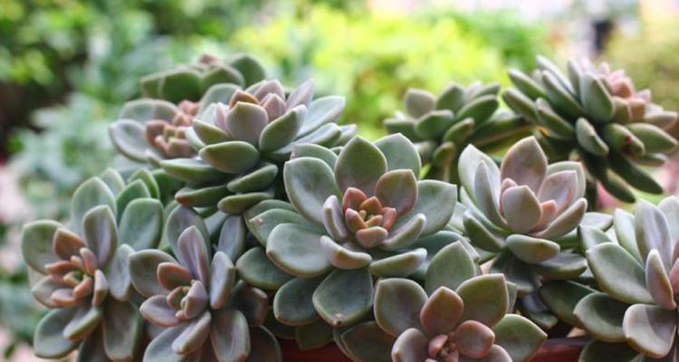 冬美人养护用大盆还是小盆（探究植物盆栽大小对生长影响）