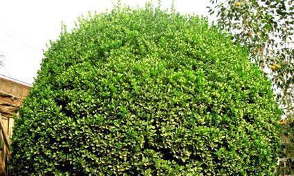 了解冬青的生长环境及地方条件（探讨冬青植物的生长习性和适应性）