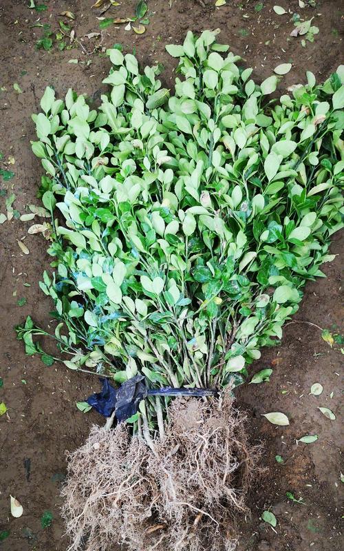 冬青花期全面解析（从花期开始）