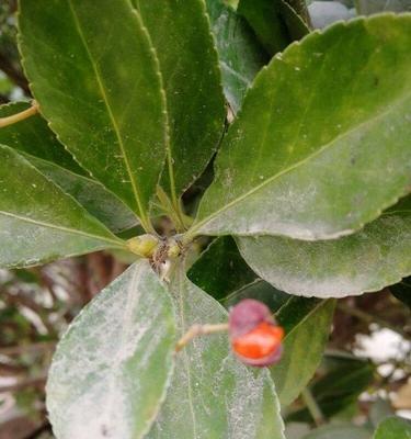 冬青花期全面解析（从花期开始）