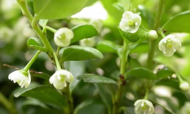 冬青开花预示着什么（解读冬青开花的神秘暗示）