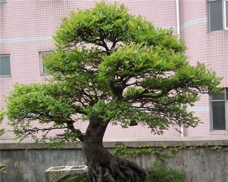 掌握冬青嫁接的技巧和方法，打造极具观赏性的园林景观（掌握冬青嫁接的技巧和方法）