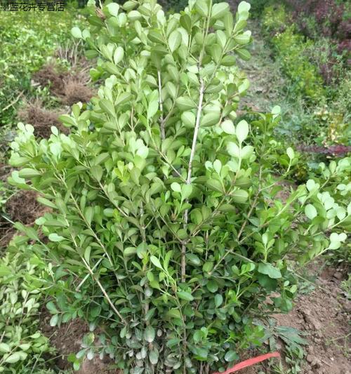 冬青不是草本植物——揭秘冬青的真面目（探究冬青的分类）
