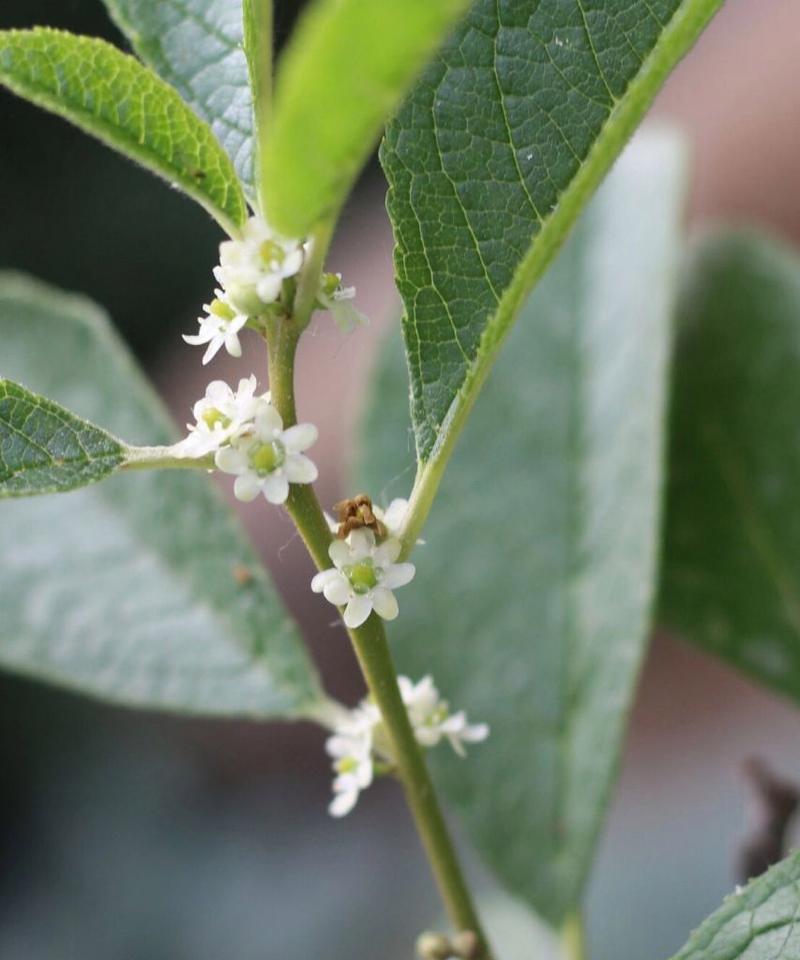 冬青不是草本植物——揭秘冬青的真面目（探究冬青的分类）