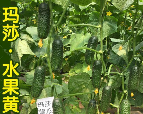 冬天菜种子发芽的时间和方法（如何快速让冬天菜种子发芽）
