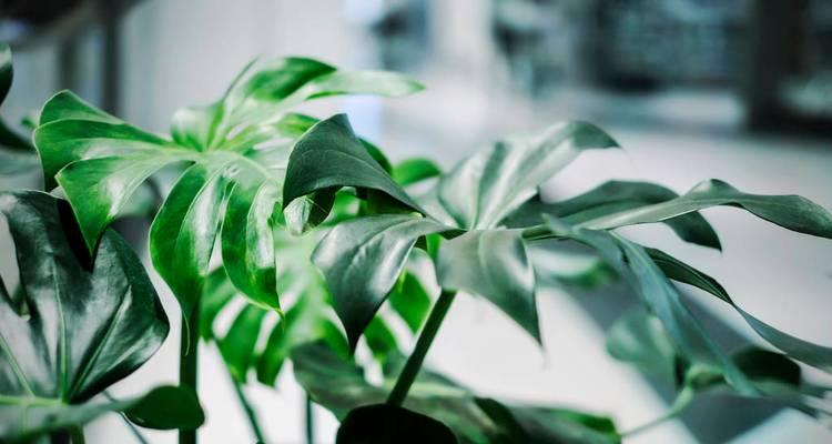 冬日常绿，植物保住心情（寒冬里的生机——常绿植物的妙用）