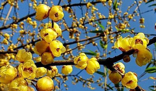冬天花卉大赏（盛开在寒冷季节的美丽之花）