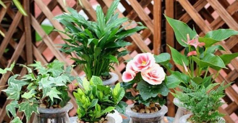 冬季家居美化，适合养抗寒植物的花草（打造温暖的室内花园）
