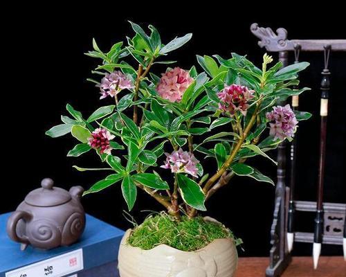 冬季家居美化，适合养抗寒植物的花草（打造温暖的室内花园）