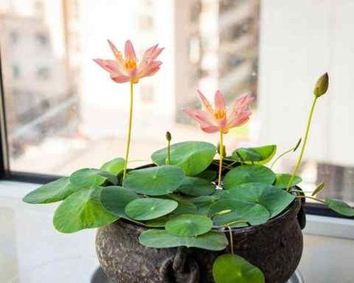 冬季开花，这些植物你知道吗（探秘冬天美丽的花海）