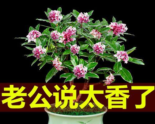 冬天客厅花卉养护指南（打造温馨舒适的冬季室内花园）