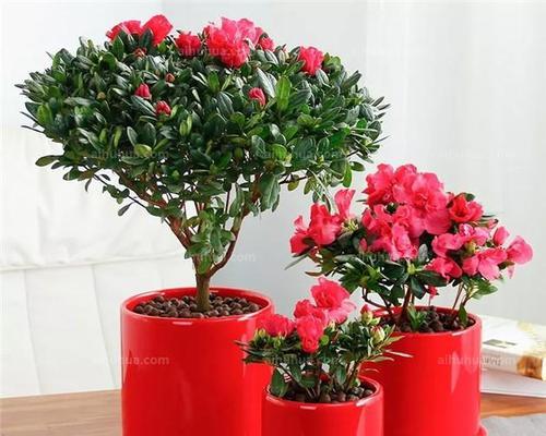 冬季客厅花卉盆栽推荐（打造温暖的居家环境）