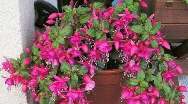 冬天买什么花好（15种适合冬季种植的花）