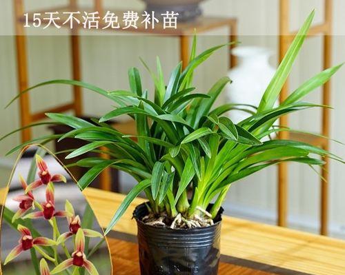 寒冬来袭，这些植物能够抗寒过冬（15种适应严寒的植物）