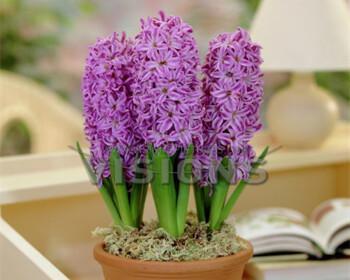寒冬里的室内花开（探寻能在冬季盛开的十大室内花卉）