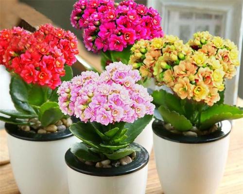 寒冬里的室内花开（探寻能在冬季盛开的十大室内花卉）