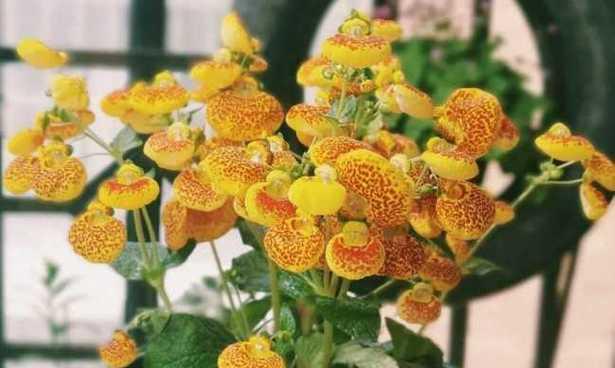 寒冬养花，室内选择看这里（15种适合室内养的花卉推荐）