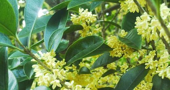 冬季适合种植的树种（选择合适的树种让冬季不再寒冷）