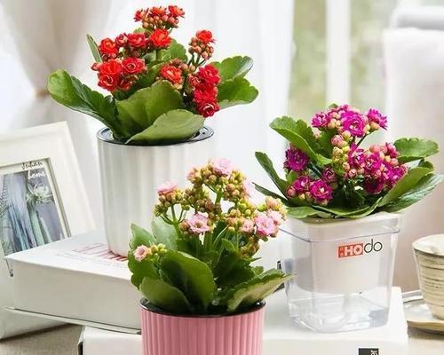 冬天室内种植的花卉选择（美丽盆栽让你冬日芳华不断）