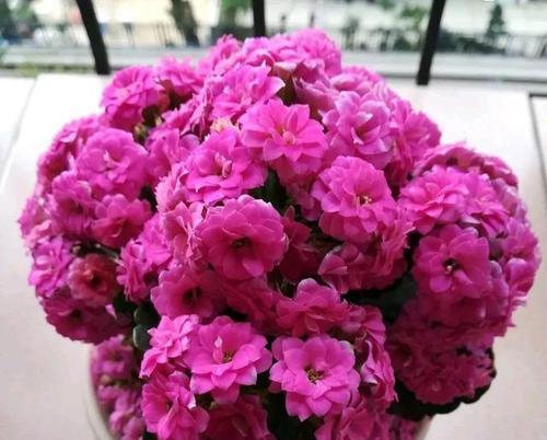 冬季室外花卉种植攻略（选择适合冬季的花卉品种）