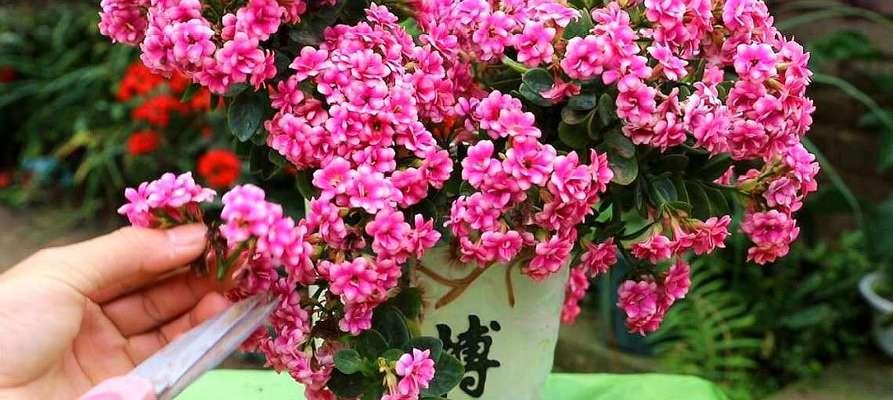 冬日送花，别有一番风情（如何选购适合送礼的冬季花卉）